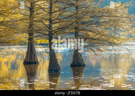 Swamp cipressi nella bellissima e calda luce in una mattina di sole nel parco del castello Dennenlohe in Baviera / Germania Foto Stock