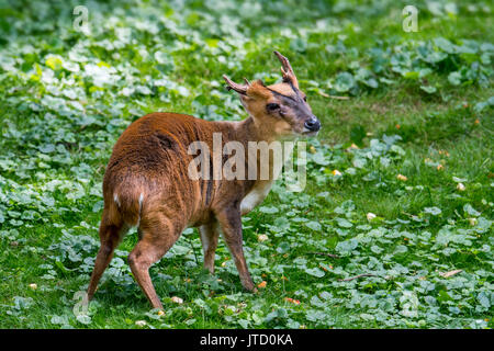 Reeves è muntjac (Muntiacus reevesi) maschio, specie introdotte nativi a Sud-est della Cina e di Taiwan Foto Stock