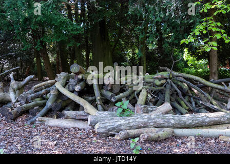 Natura, paesaggio di bosco, foreste, tronchi, Legna da ardere, Trunks di albero taglio, ceppi di albero, Bark di albero, cespugli, verde, Trunks di albero accatastati in su, boschi Foto Stock