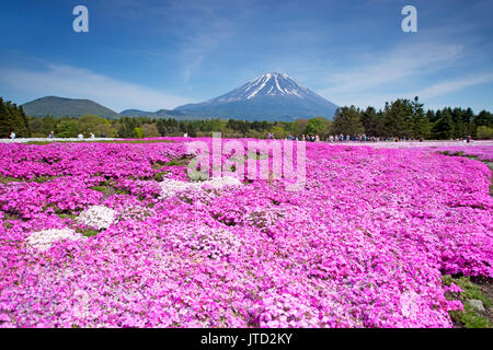 Shibazakura Festival in Giappone con il Monte Fuji Foto Stock