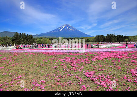 Shibazakura Festival in Giappone con il Monte Fuji Foto Stock