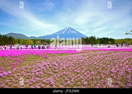 Shibazakura Festival in Giappone con il Monte Fuji Foto Stock