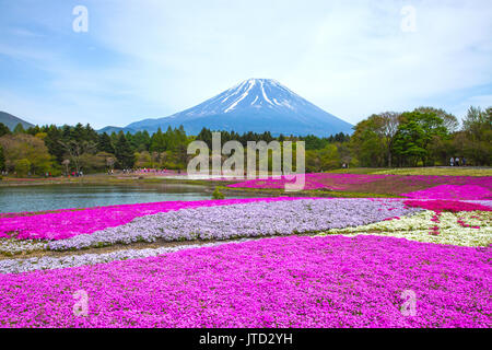 Shibazakura Festival in Giappone con il Monte Fuji Foto Stock