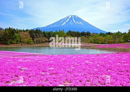 Shibazakura Festival in Giappone con il Monte Fuji Foto Stock