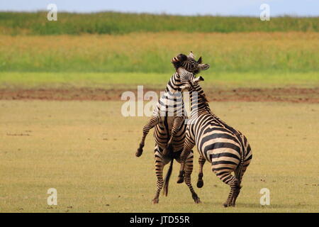 Due zebre maschio in lotta per il controllo della mandria e il paese vicino al Lago Manyara, nel nord della Tanzania Foto Stock
