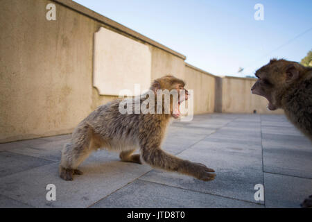 Giovani Barbary macachi giocare combattimenti in una zona urbana di Gibilterra Foto Stock