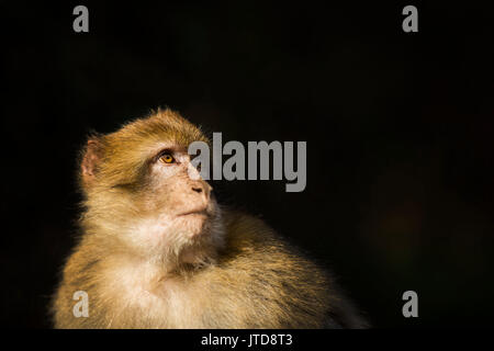 Ritratto di un maschio di Barbary macaque a Gibilterra. Foto Stock