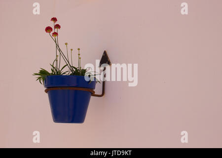 Fiore. Fiori in un vaso blu. Bella pianta. Parete Bianca. Foto Stock