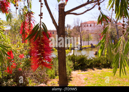 Fiore. Bellissimi fiori di colore rosso. Struttura mediterranea. Molla. Foto Stock
