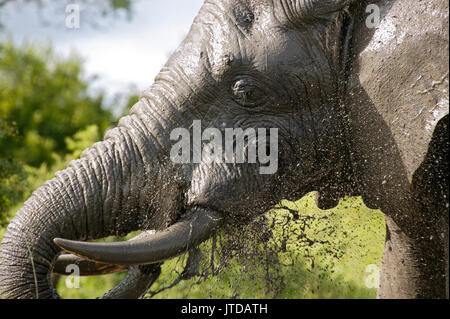 Vista frontale di un elefante di per sé di spruzzatura con fango Foto Stock