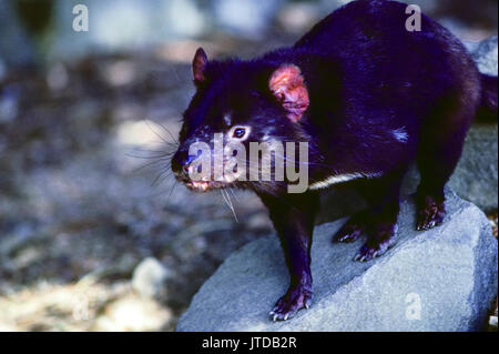 Diavolo della Tasmania close up, australia Foto Stock