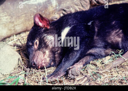 Dormire diavolo della Tasmania close up, australia Foto Stock