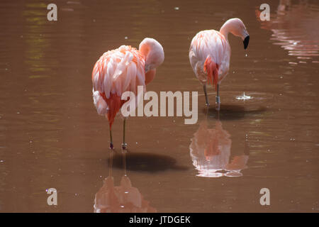 Una coppia di Fenicotteri cileni e riflesso in acqua - prese a Paignton Zoo nel Devon, Inghilterra Foto Stock