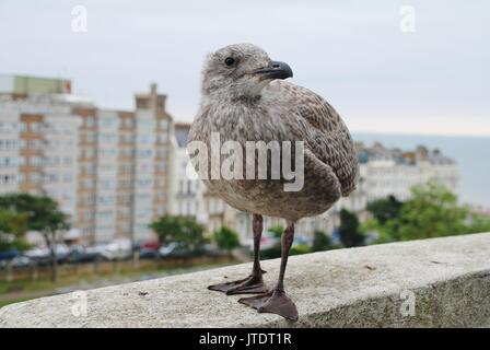 Un europeo di aringa gabbiano (Larus argentatus) chick sorge su una mensola sopra Warrior Square Gardens in St Leonards-on-Sea, Inghilterra. Foto Stock