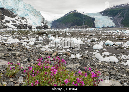 Nana (Fireweed Epilobium latifolium) contrasta con gli iceberg dalla cascata, Barry e Coxe ghiacciai in Prince William Sound in Alaska centromeridionale. Foto Stock