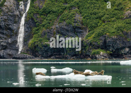 Le guarnizioni di tenuta del porto (Phoca vitulina) tirata fuori su iceberg in ingresso a sorpresa in Prince William Sound in Alaska centromeridionale. Foto Stock