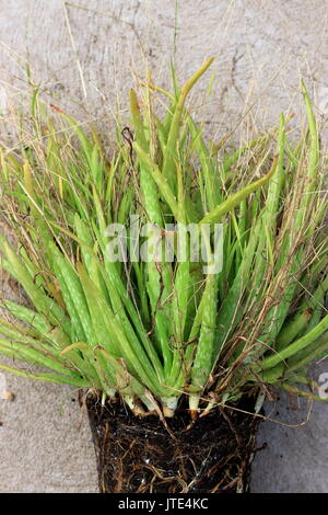 Radice limitata Aloe Vera pronto per essere separati e re incapsulate Foto Stock