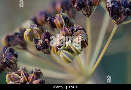 Alexanders seme head Foto Stock