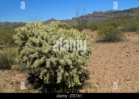 Grande orsacchiotto cactus con blue sky spazio copia vicino Tillotson picco in organo a canne Cactus Monumento Nazionale in Ajo, Arizona, Stati Uniti d'America compreso un grande asso Foto Stock