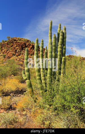 Grande organo a canne cactus e cielo blu spazio copia in organo a canne Cactus Monumento Nazionale in Ajo, Arizona, Stati Uniti d'America compreso un grande assortimento di deserto di PLA Foto Stock