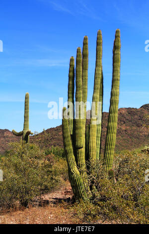 Grande organo a canne cactus e cielo blu spazio copia in organo a canne Cactus Monumento Nazionale in Ajo, Arizona, Stati Uniti d'America compreso un grande assortimento di deserto di PLA Foto Stock