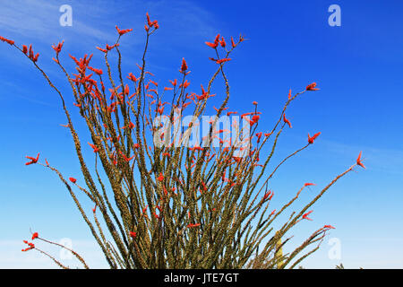 Ocotillo Grandi cactus con fiori di colore rosso e blu cielo spazio copia in organo a canne Cactus Monumento Nazionale in Ajo, Arizona, Stati Uniti d'America che è ad una breve distanza di auto a ovest Foto Stock