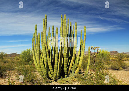 Grande organo a canne cactus e cielo blu spazio copia in organo a canne Cactus Monumento Nazionale in Ajo, Arizona, Stati Uniti d'America compreso un grande assortimento di deserto di PLA Foto Stock