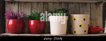 Piante in vasi di piccole dimensioni per la decorazione della casa sono posti su una tavola di legno Scaffali. Foto Stock
