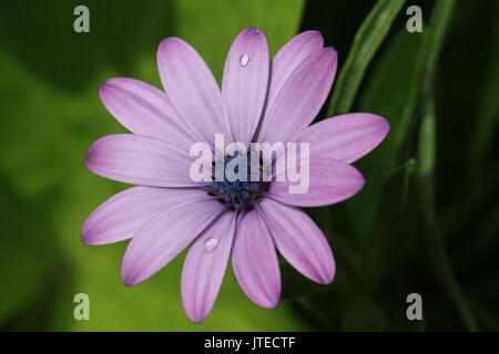 Rosa margherita africana con le goccioline di acqua Foto Stock