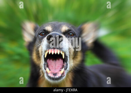 Barking su tutte le furie il cane pastore all'aperto Foto Stock