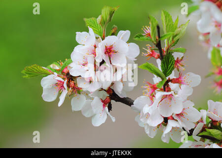 Petali di colore bianco di nanchino la fioritura dei ciliegi nel mese di aprile Foto Stock