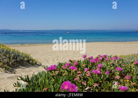 Spagna costa brava spiaggia sabbiosa con fiori in primo piano, mare Mediterraneo, Almadrava, Canyelles Grosses, rose, Catalogna Foto Stock