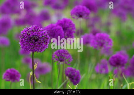 Un aiuola di fiori di fioritura viola le cipolle Foto Stock