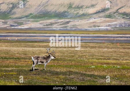 Renna delle Svalbard permanente sulla tundra in estate a Svalbard Foto Stock