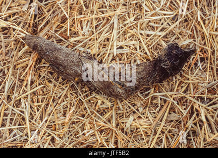 Indiano, Lupo (Canis indica precedentemente Canis lupus pallipes), scat o feci, Velavadar National Park, Gujarat, India Foto Stock