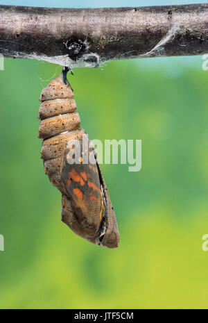 Pupa del dipinto di Lady, (Vanessa cardui), London, Regno Unito (prigioniero) Foto Stock