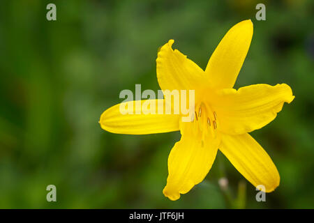 Bel colore giallo cappuccio turchi Lily (Liliaceae) su sfondo verde Foto Stock