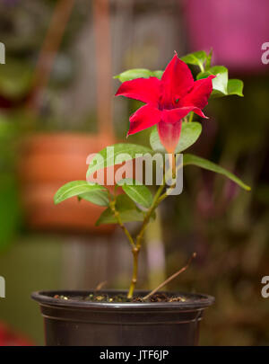 Fioritura di colore rosso brillante Mandevilla Dipladenia rose Foto Stock