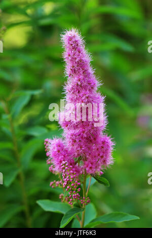 Fioritura spirea arbusto con cluster di rosa Foto Stock
