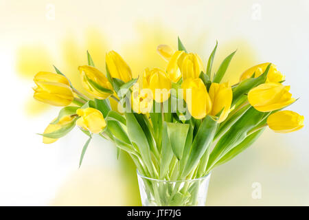 Bella tullips giallo su sfondo bianco Foto Stock