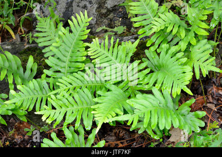 Southern Polypody felce - Polypodium cambricum rara felce da Western Gran Bretagna Foto Stock