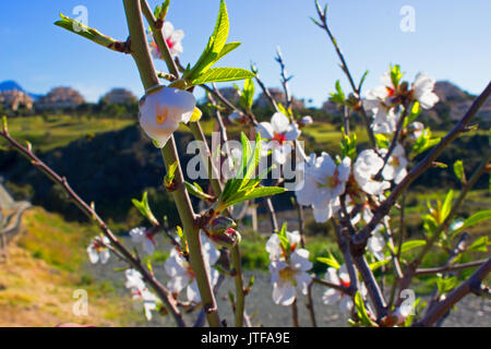 Fiore. Bellissimi fiori bianchi. Il tempo primaverile. Macro. Foto Stock