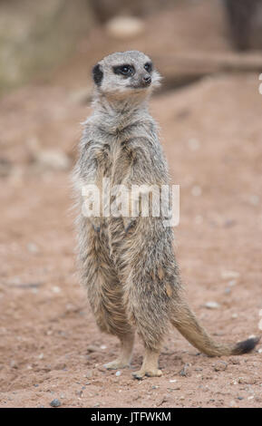 Meerkat (Suricata suricatta), in cattività, Regno Unito Foto Stock