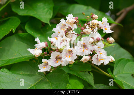 Primo piano della struttura di catalpa fiorisce in estate. Catalpa è anche noto come catawba ed è nativo di caldo moderato e regioni subtropicali del Nord America Foto Stock