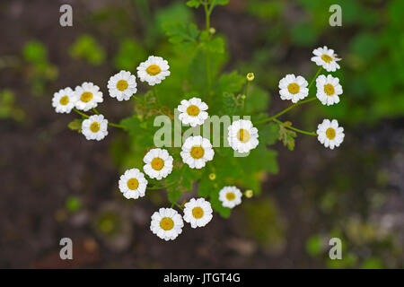 Matricale fiori (o laurea pulsanti, Featherfew, Featherfoil, Flirtwort). Tanacetum parthenium, erbe medicinali Foto Stock