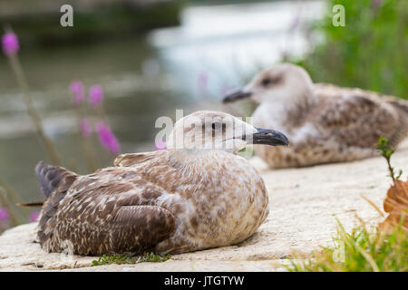 Due gabbiani appoggiata dal fiume Tevere a Roma, Italia Foto Stock