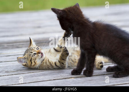 Due poco simpatici gattini giocando e mordere ogni altro all'aperto Foto Stock