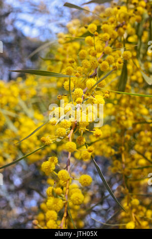 Acacia dealbata (noto come argento bargiglio, blu o graticcio mimosa) crescere all'aperto Foto Stock