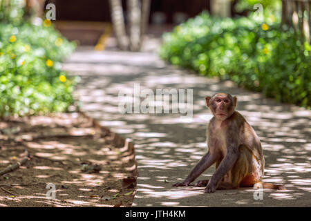 Hainan, Hainan in Cina. Il 9 agosto, 2017. Xinjiang, Cina-agosto 9 2017: (solo uso editoriale. Cina OUT) .Nanwan Monkey Island è uno stato-riserva naturale protetta per scimmie macaco in Lingshui County sulla costa sud di Hainan, la provincia più meridionale della Cina. Mentre definita un'isola, la riserva è effettivamente sulla penisola di Nanwan confinanti con il porto Xincun a est e a sud. Esso è accessibile dalla Cina più lunga sull'acqua la funivia da Xincun, spanning 2,138 metri di credito: SIPA Asia/ZUMA filo/Alamy Live News Foto Stock