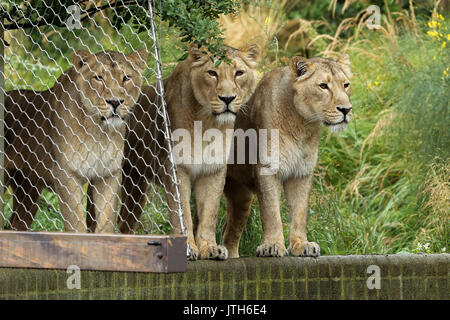 Londra, Regno Unito. 09Aug, 2017. Lo Zoo di Londra. Regno Unito 9 Ago 2017 - Benmo (maschio lion), Heidi, indi e Rubi, i leoni asiatici presso lo Zoo di Londra celebra il mondo Lion Giorno (Giovedì 10 Agosto) giocando con un gigante di terra boomer palla. La sfera dipinta con i continenti del mondo e degli oceani in blu e verde e profumato con orgoglio preferito di erbe aromatiche e spezie per il felino festeggiamenti. Credito: Dinendra Haria/Alamy Live News Foto Stock